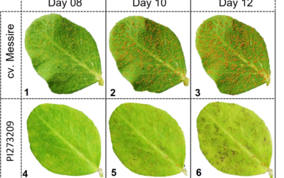 Identification and Characterization of Novel Sources of Resistance to Rust Caused by Uromyces pisi in Pisum spp.