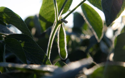 Aspecte tehnologice ale cultivării soiei nemodificate genetic