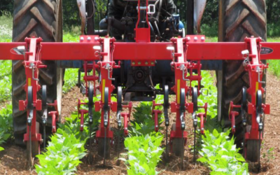 Managementul buruienilor invazive Ambrozia (Ambrosia artemisifolia) și Ciumăfaia (Datura stramonium L) în producerea de soia