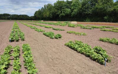 Legume Generation Report 8