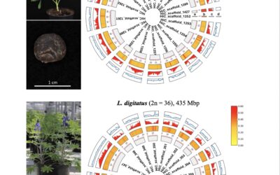 The unexplored diversity of rough-seeded lupins provides rich genomic resources and insights into lupin evolution