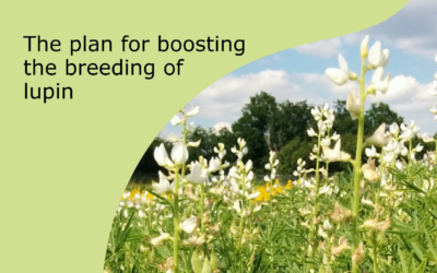 The plan for boosting the breeding of lupin