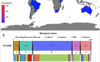 Establishment and phenotypic characterization of genetically diverse core collections of Lupinus albus