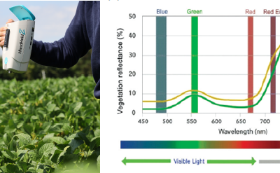 Phenotyping of European soybean varieties with different time to maturity for drought tolerance