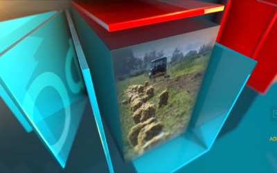 АГРОФОРУМ: Наши учени създадоха нови хибриди царевица