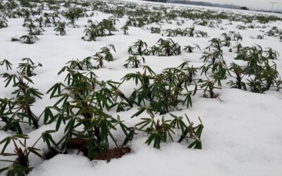 Lupin field trial after first snow and frost period in winter 2025 in southern Germany