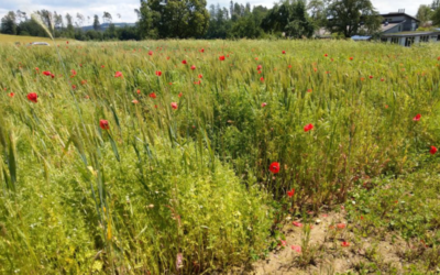 Legume Generation Open Field Day
